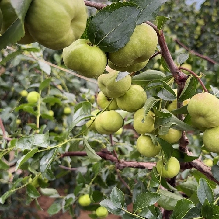 红枣蒙哥蒙嫂家的大蟠枣1斤试吃装 大小混装 包邮到家