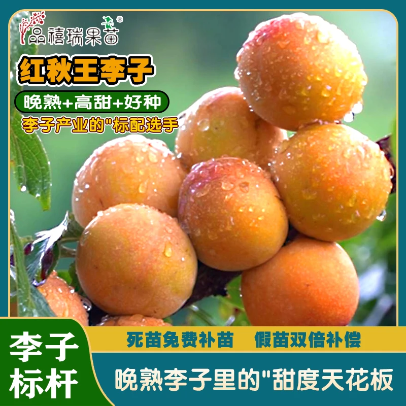 红秋王李苗/甜度天花板/替代蜂糖李的理想品种/晚熟高甜丰产好种