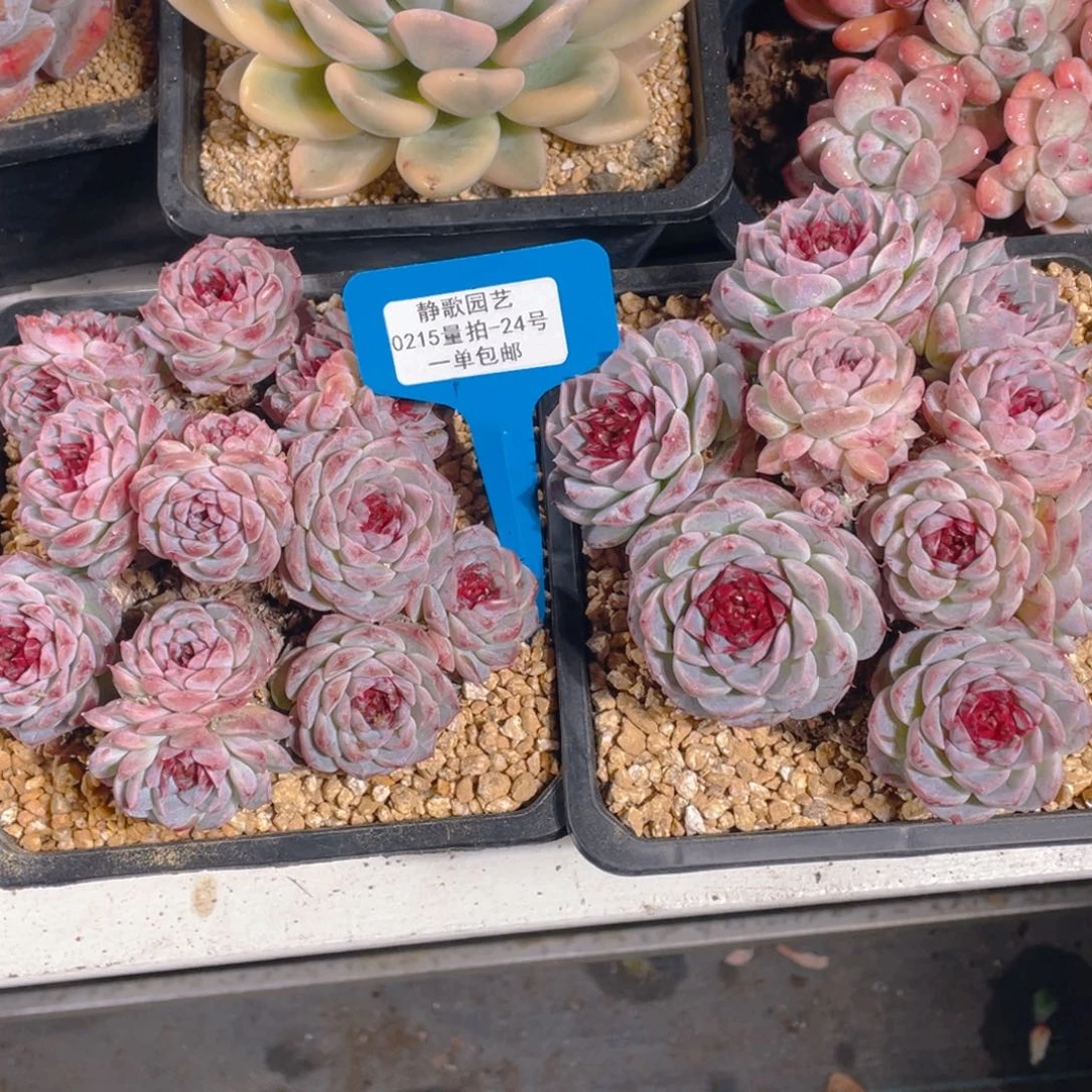 0215-24-大群天鹅绒福利一颗