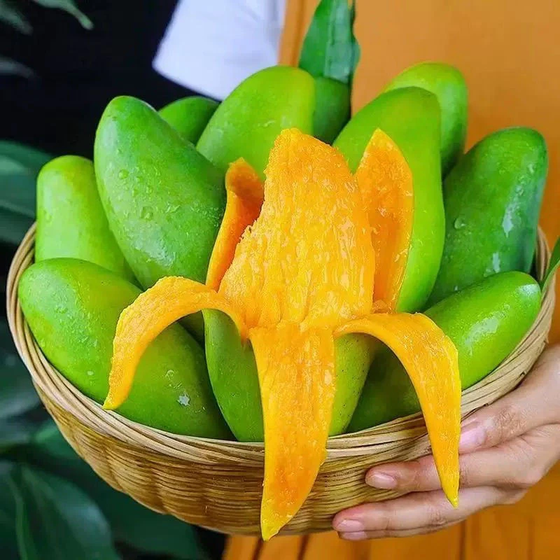 正宗百色青皮金煌芒果当季新鲜批发热带水果原产地发货皮薄肉厚