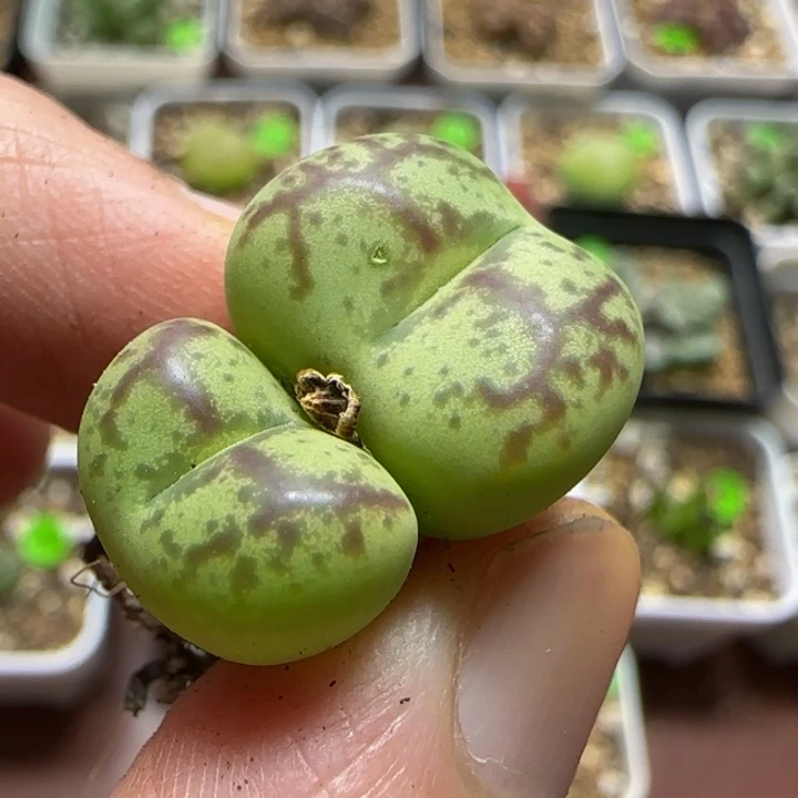 杂交漂亮多肉植物70