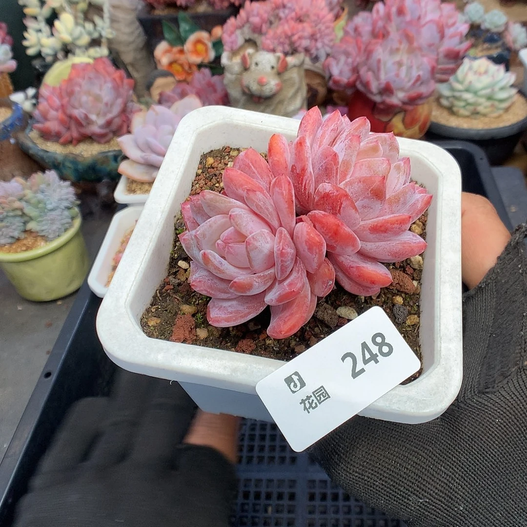 248雪天使多肉植物6666