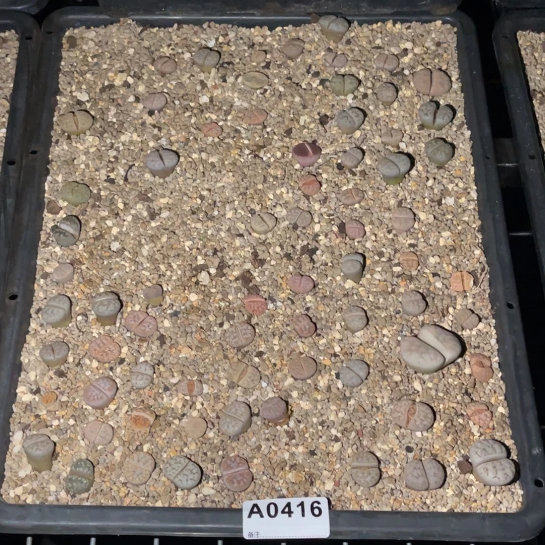 j***80416福利筐1不售后