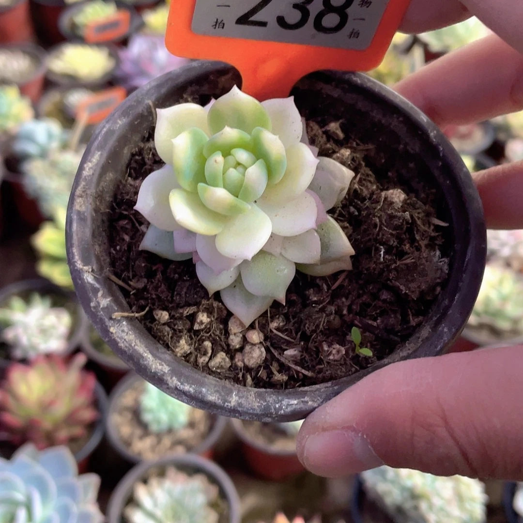 *****238号多肉植物盆栽