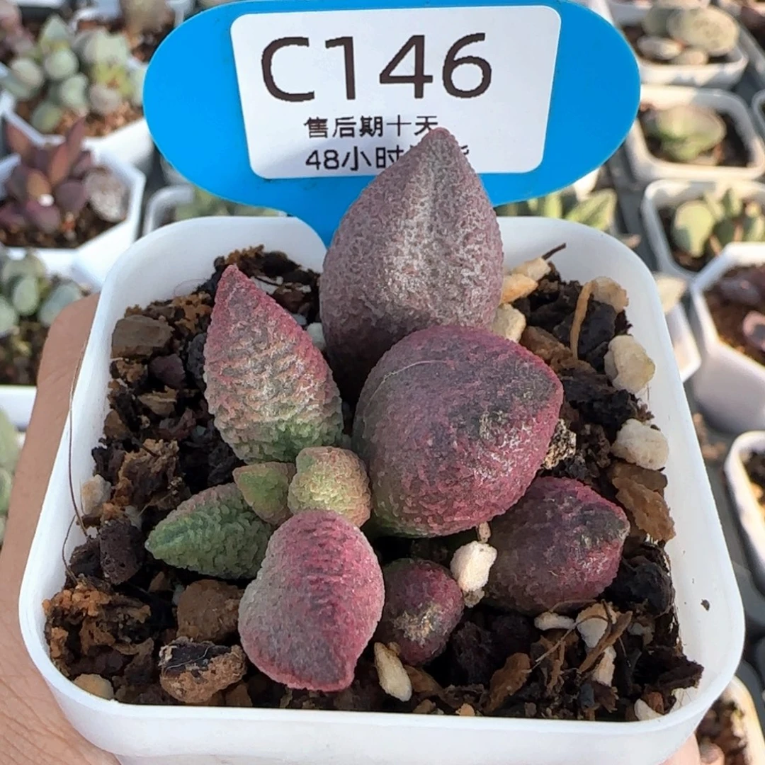糖果。  146。