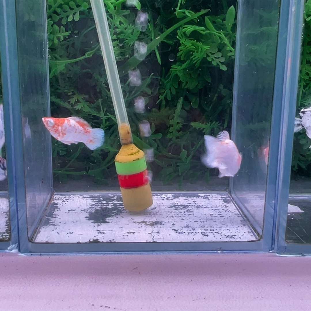 孔雀鱼161号玛丽1对