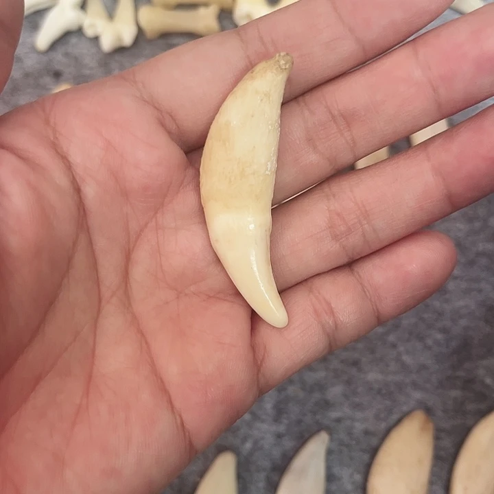 非金属原生黑牙卡5左右一颗