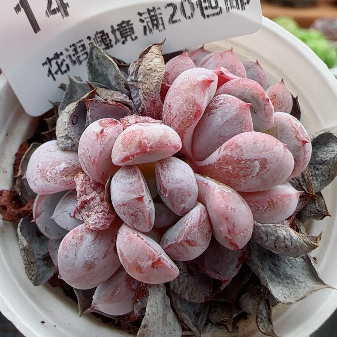 花语逸镜0910-14紫藤
