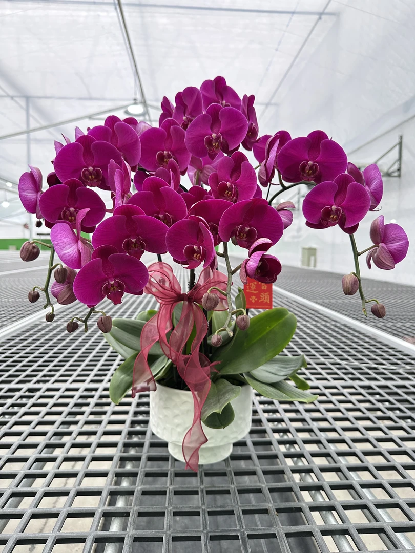 【大辣椒】精品蝴蝶兰 紫红色花型 室内精品观赏 真花