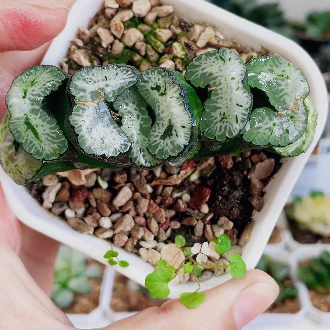 直播间双飞燕玉扇