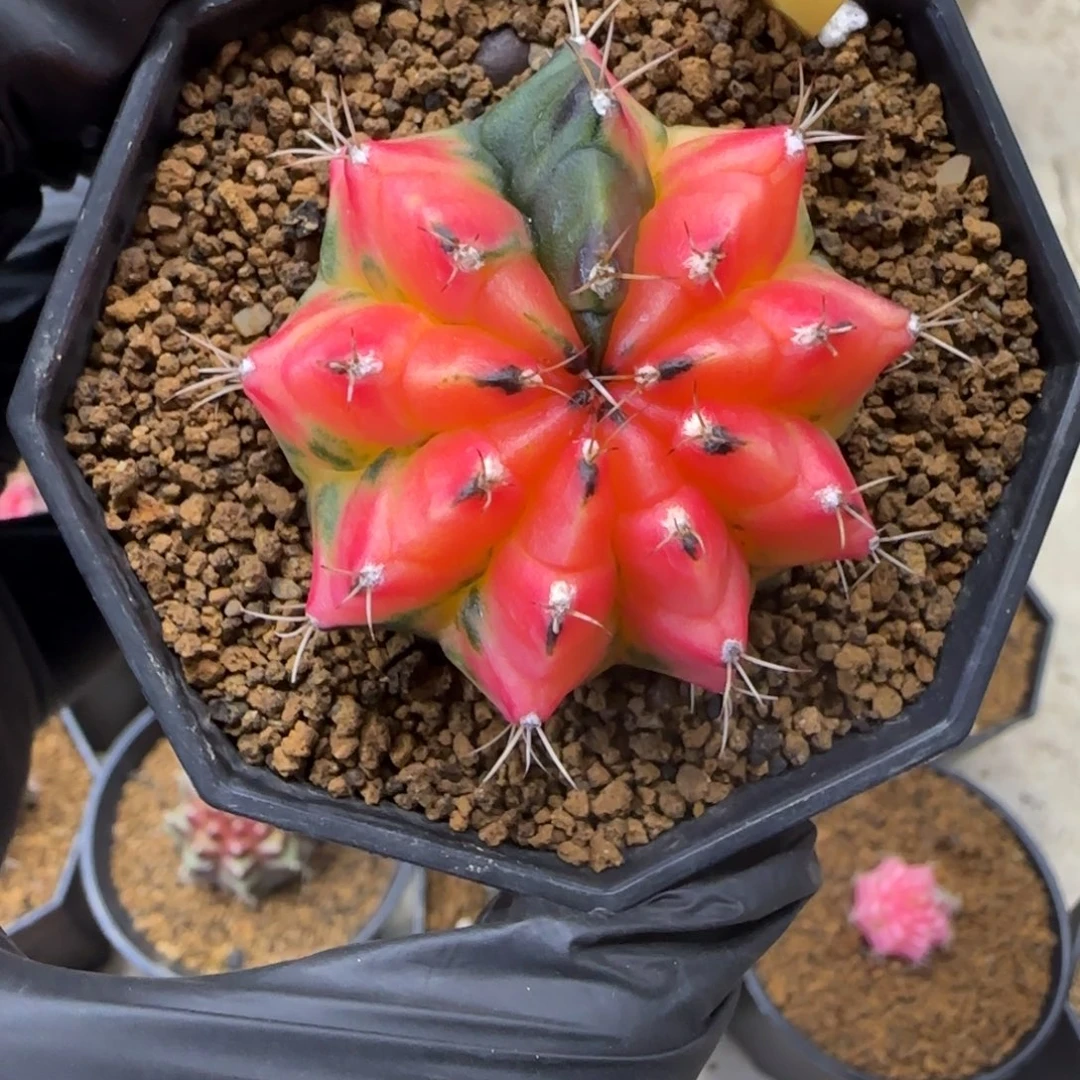123号侧芽虎斑米哈锦