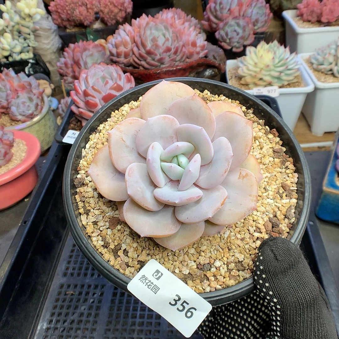 356奶茶多肉植物6666