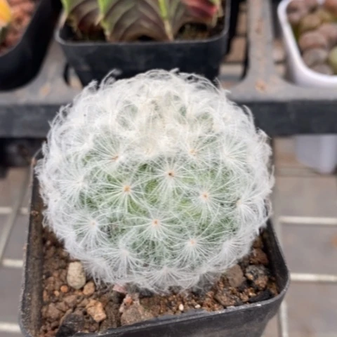 实生白星4仙人球