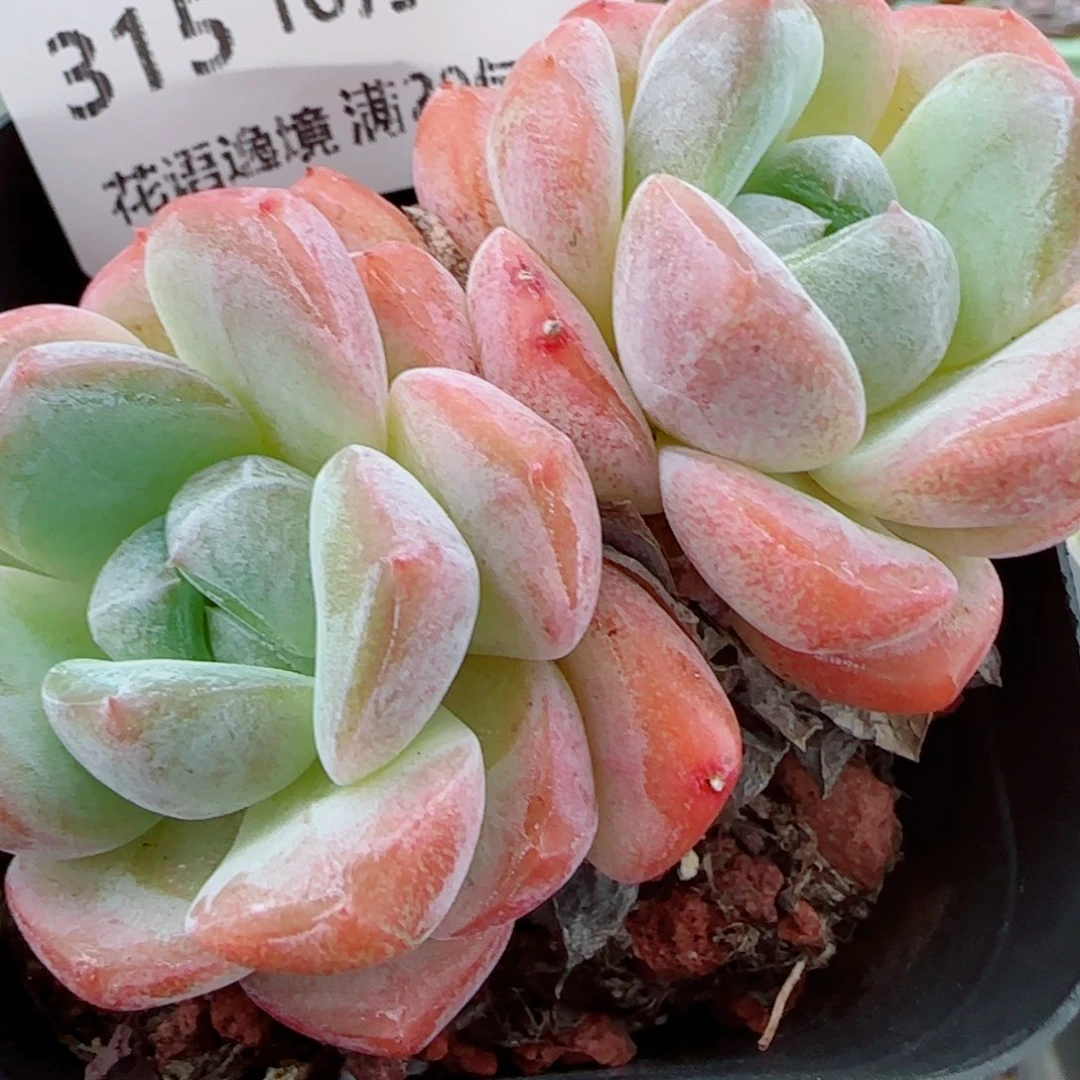 花语逸镜1010-315软糖