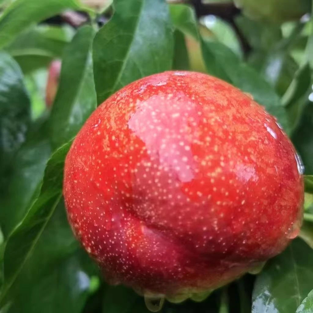 山西运城黄心麻脸丑桃新鲜采摘脆甜多汁应季油桃孕妇水果