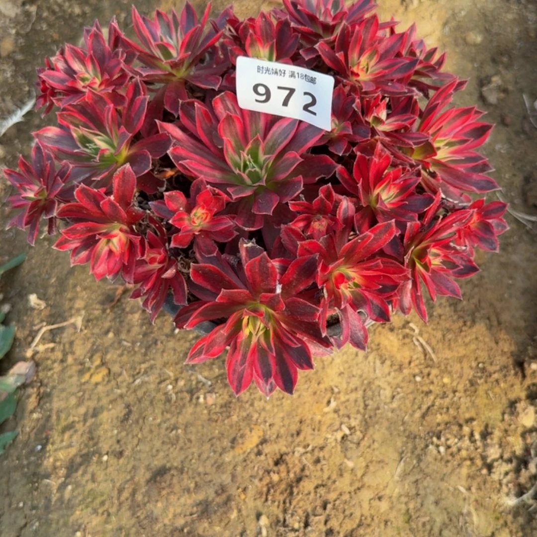 972云雀。多肉植物