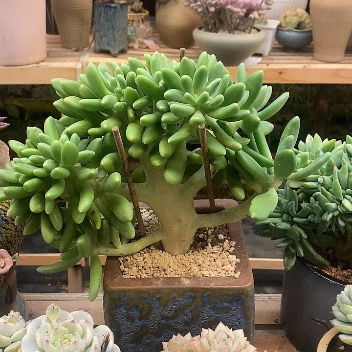 *****多肉植物肉肉植物