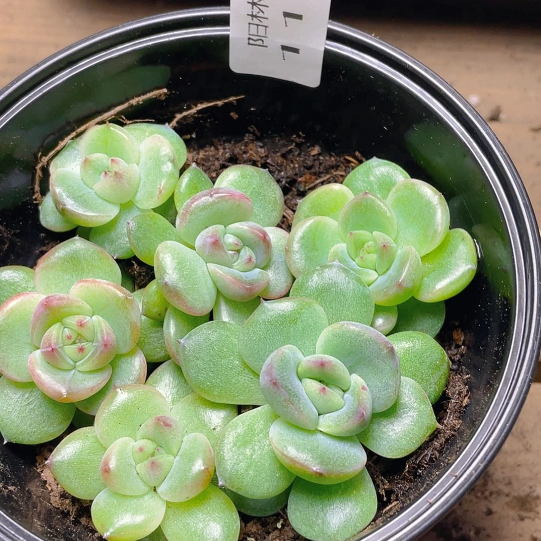 多肉植物多肉植物1145