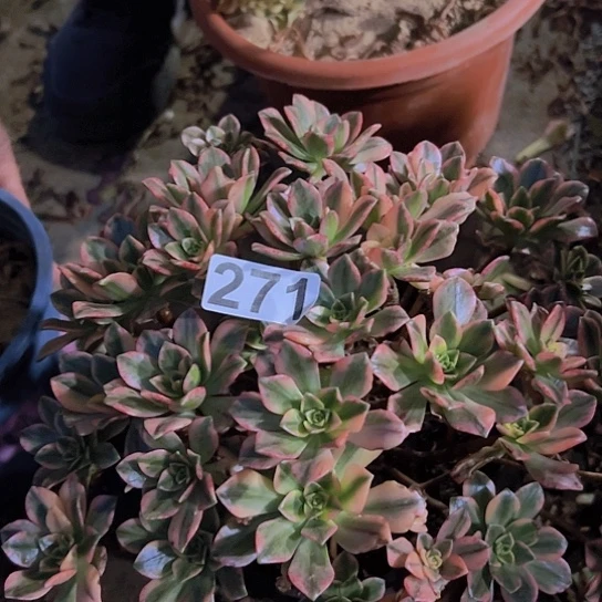 小***雀多肉植物一个甜茶