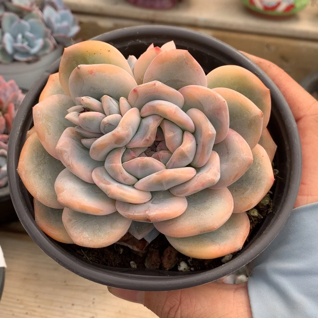 6437星影锦一棵11厘米