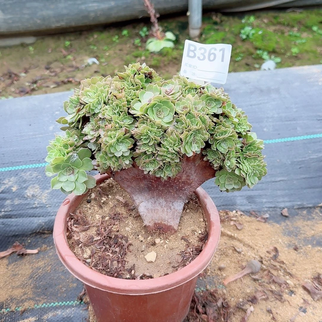 361万缀朵朵一颗满28包邮