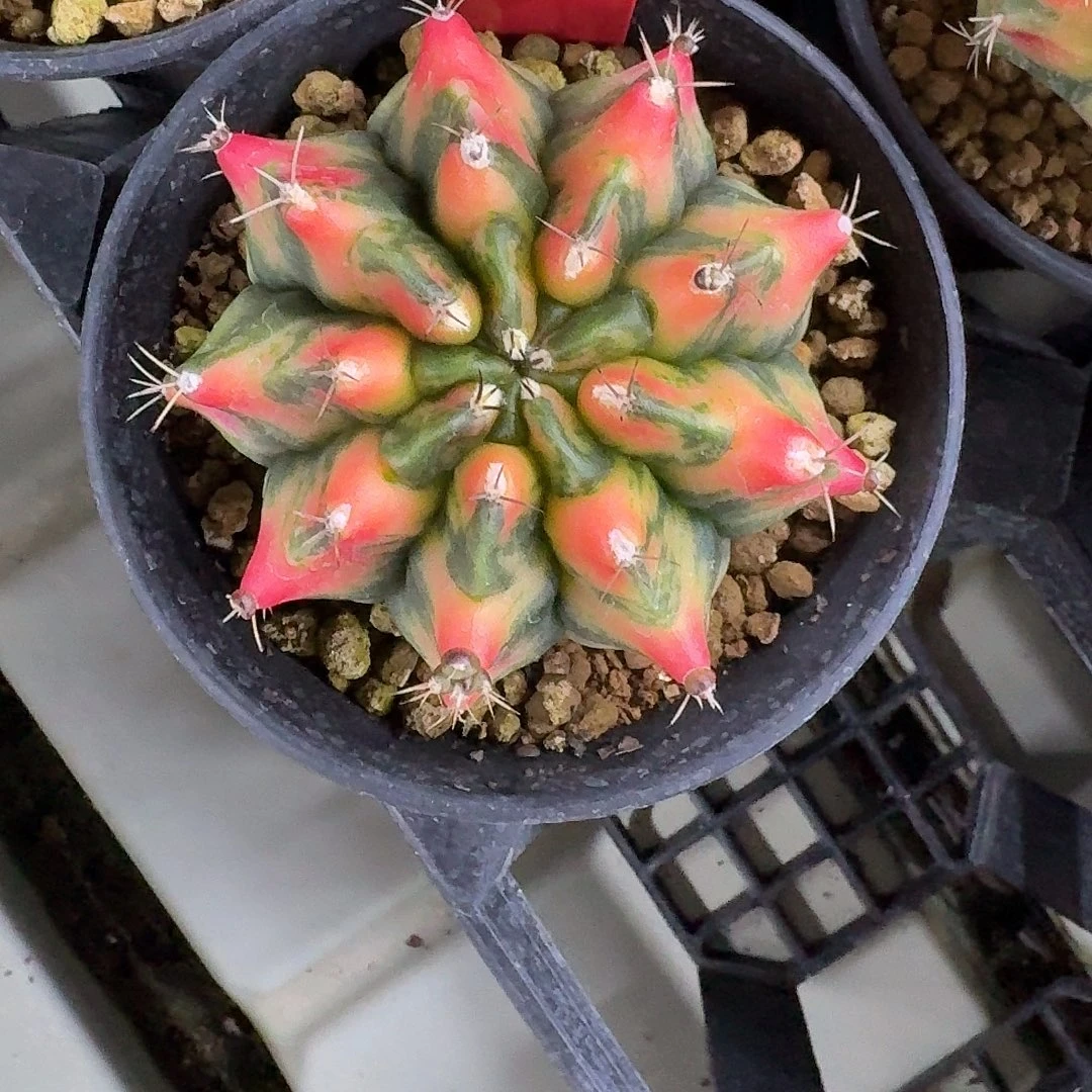 L500-1128广东发货 红龙