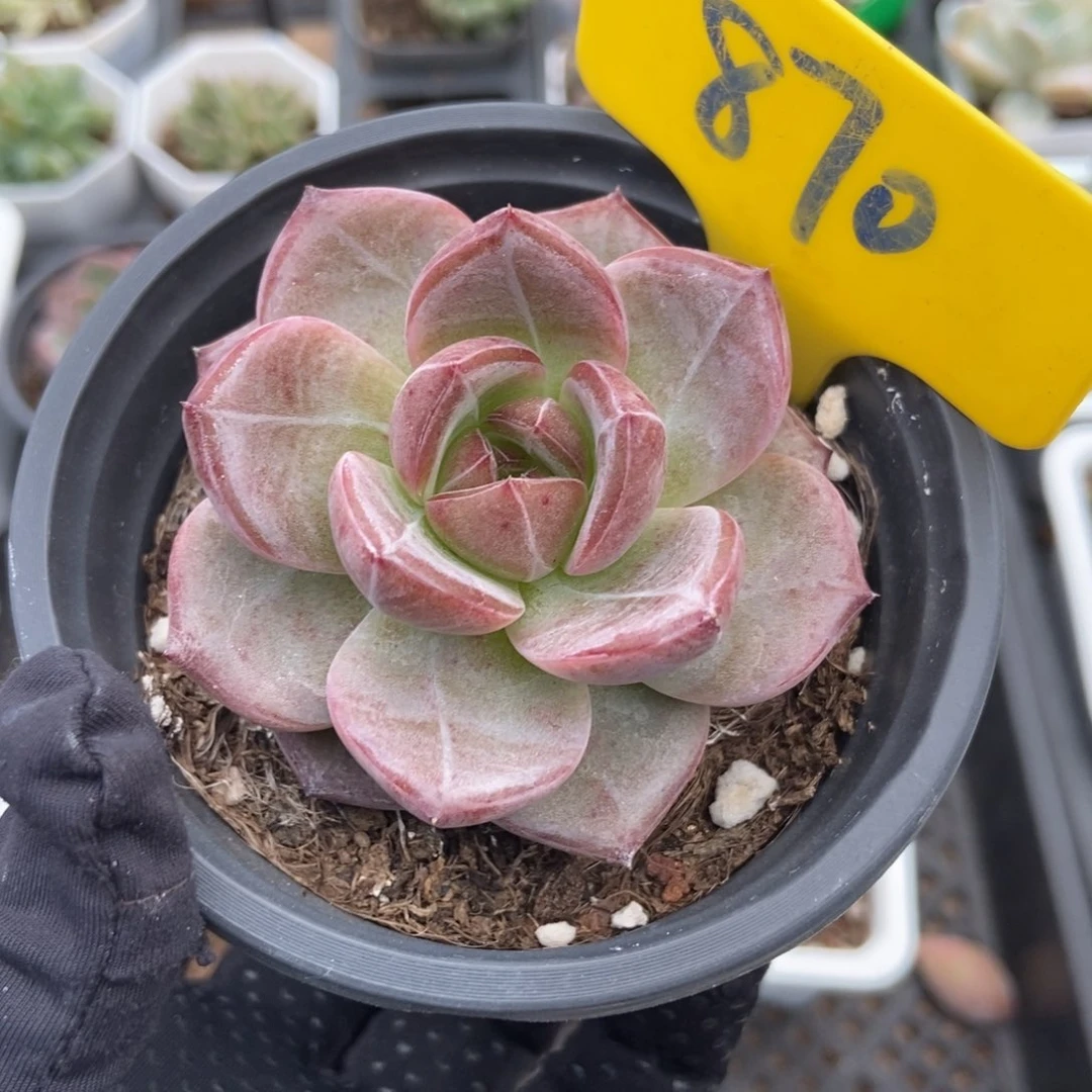 870夜魔侠多肉植物保护