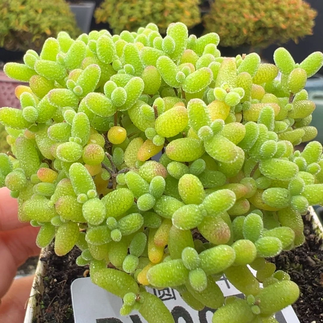 dy3979双叉蜜橘糖球冠幅5.5cm