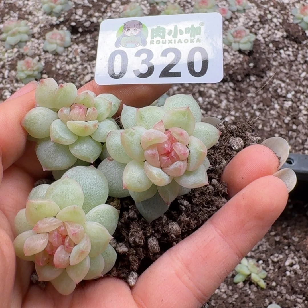 多肉植物多肉植物