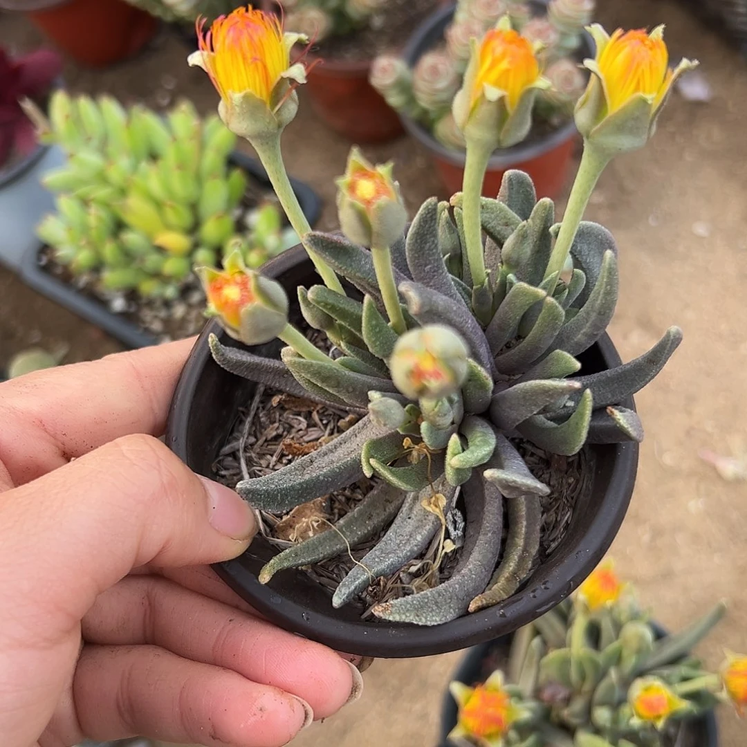 黄花奔龙富多植物中央音乐学院