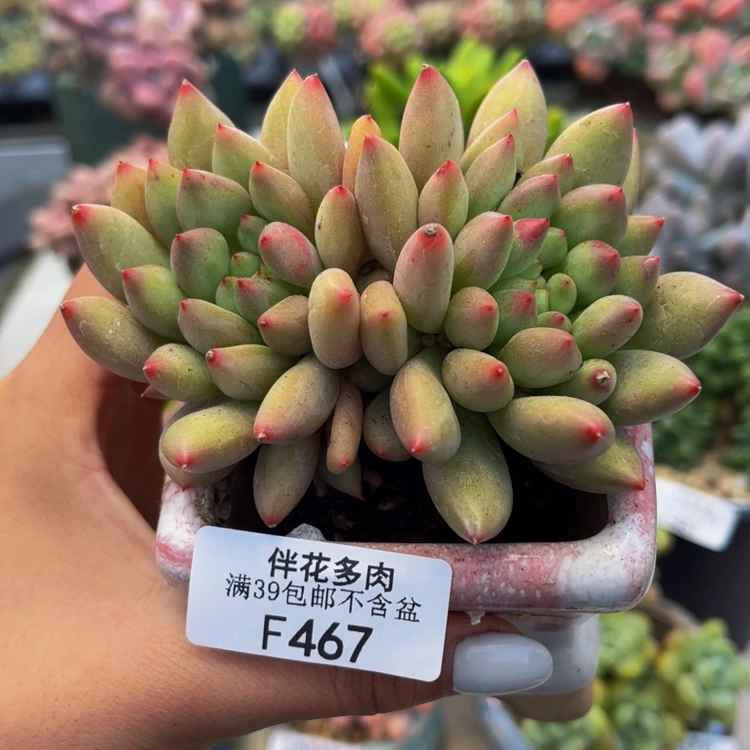 467-鲸鱼姬多肉8cm