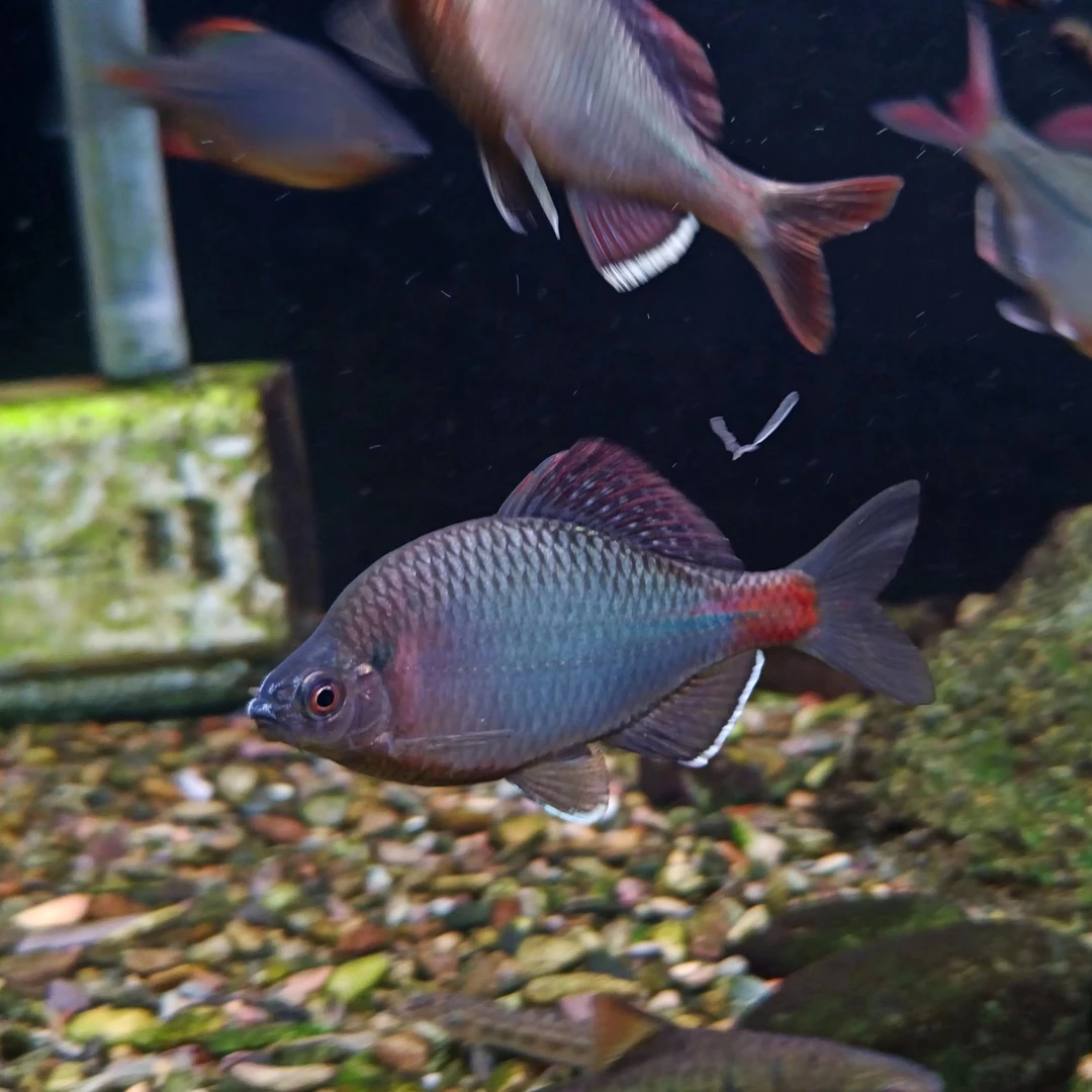 青须鱊（皖西鱊）冷水鱼鳑鮍