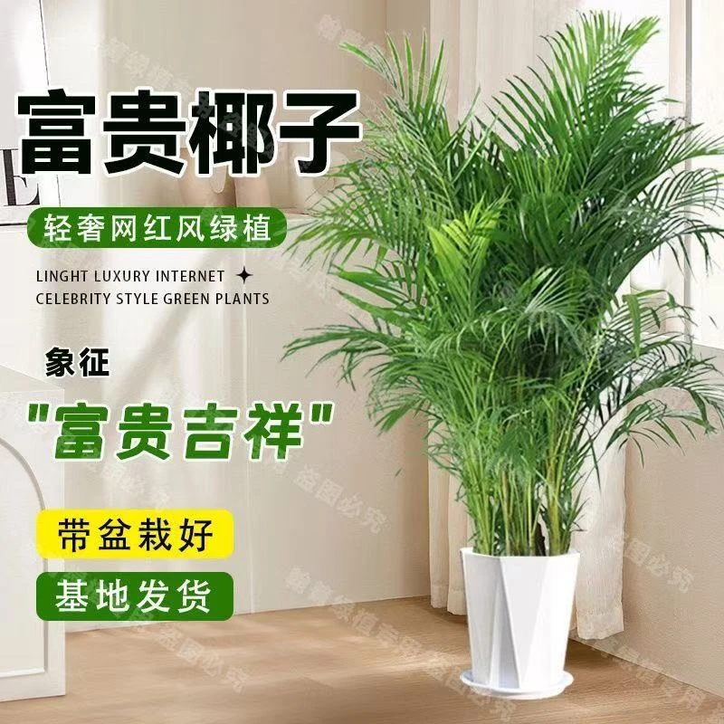 【富贵椰子】大型绿植盆栽室内客厅绿植四季净化空气