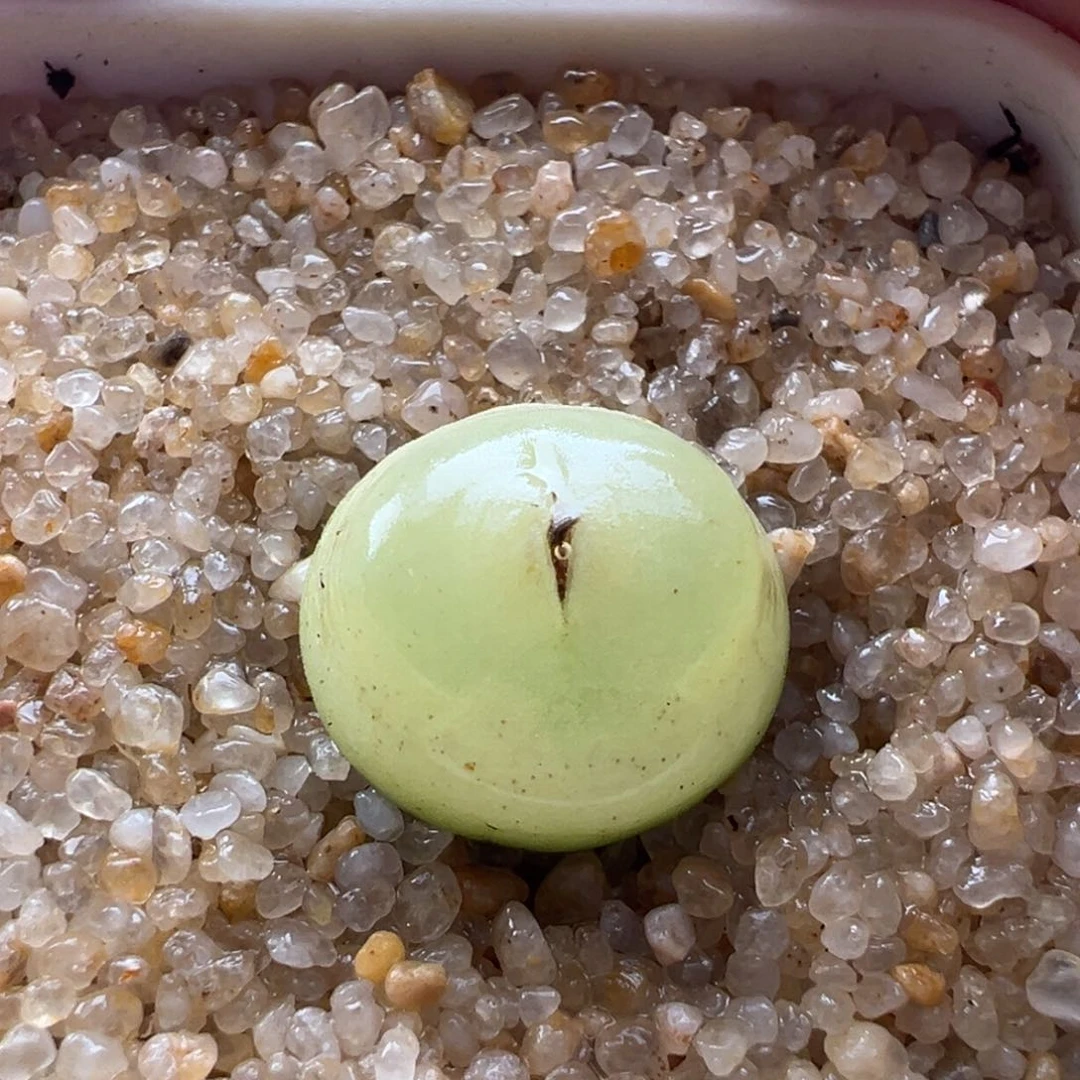 400。五年1200拉登母本