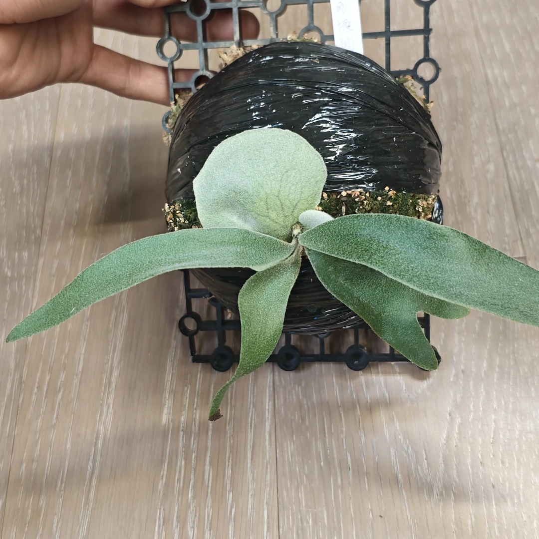 金刚狼鹿角蕨侧芽一物一拍