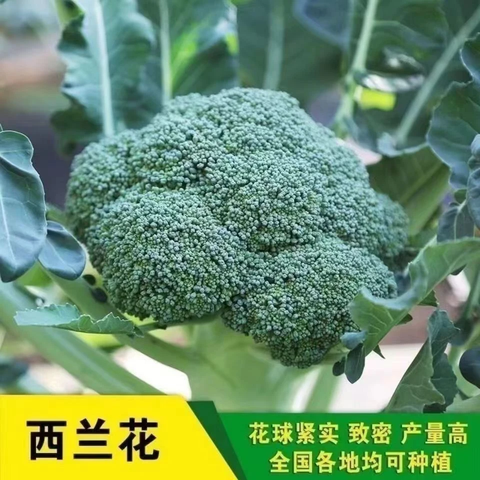 西兰花青花苗幼苗青花菜苗秧苗耐寒庭院田园可种蔬菜冬天菜苗秧苗