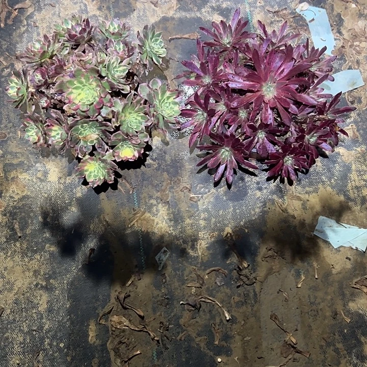 一单包邮不包侧枝34