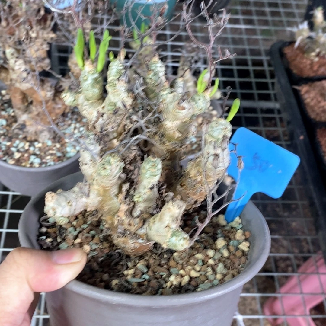 产地万物想产地多肉植物