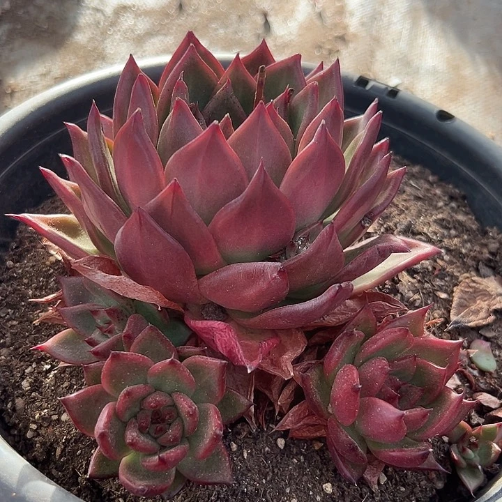 无花朵凯亚。