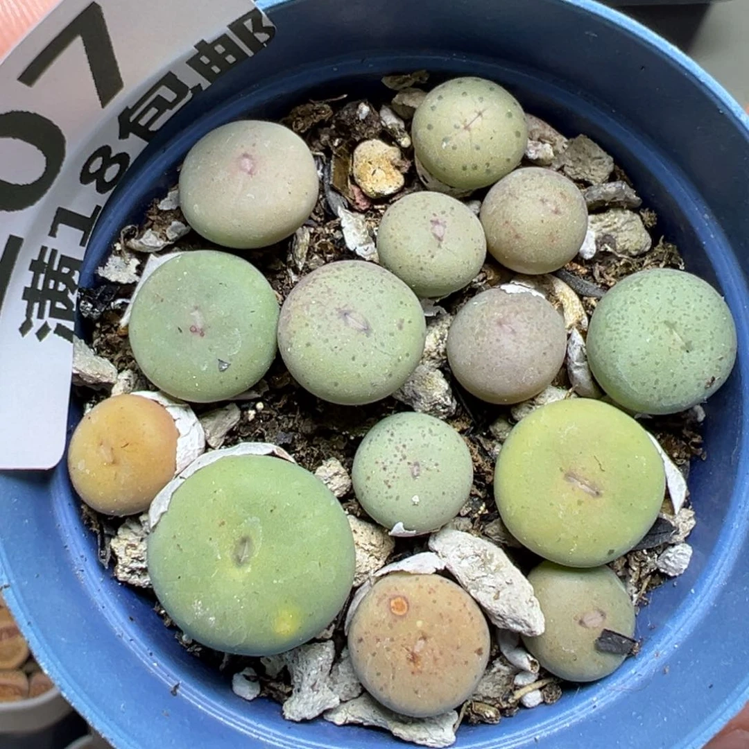 【闪购商品】107……