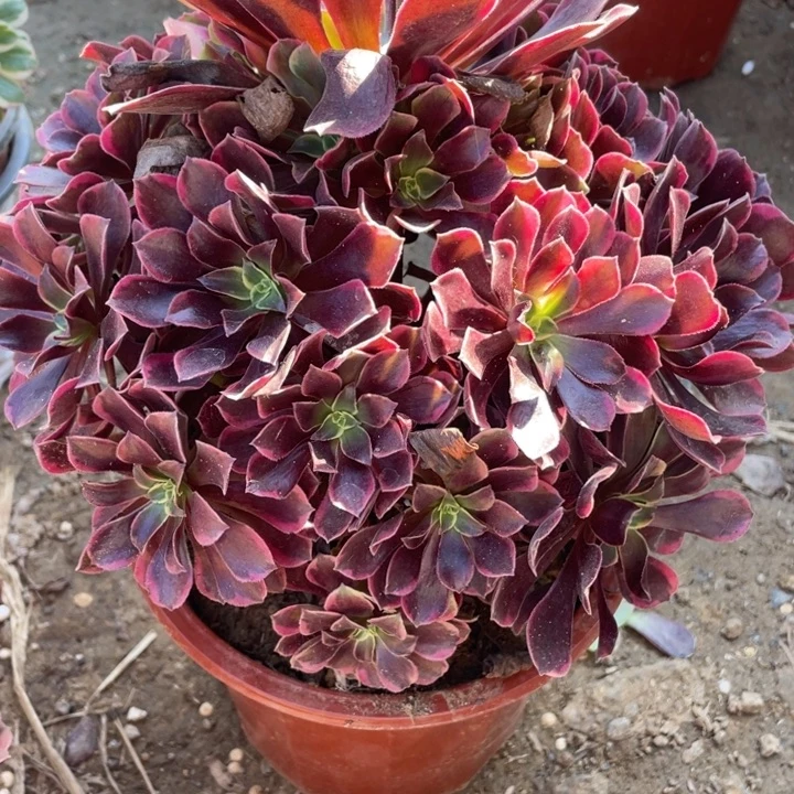 无花朵122对肉植物金丝雀