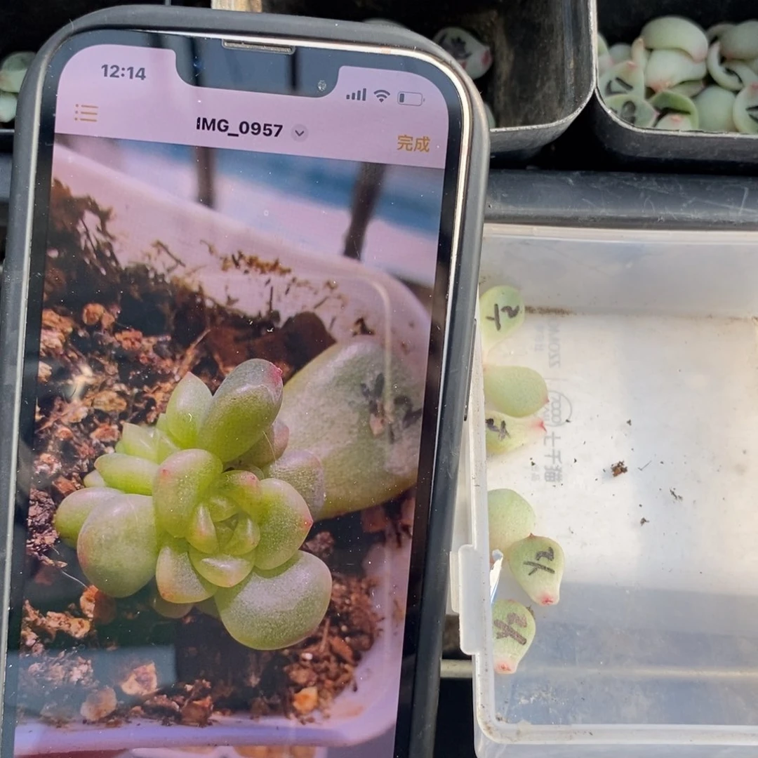 甜心y2叶片一个多肉