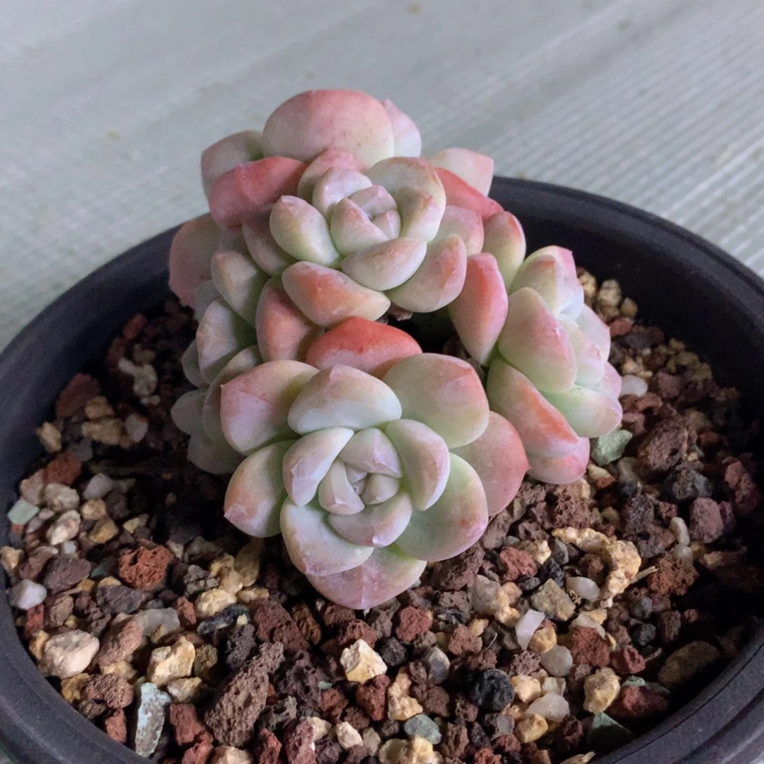 冰玉六头一物一拍