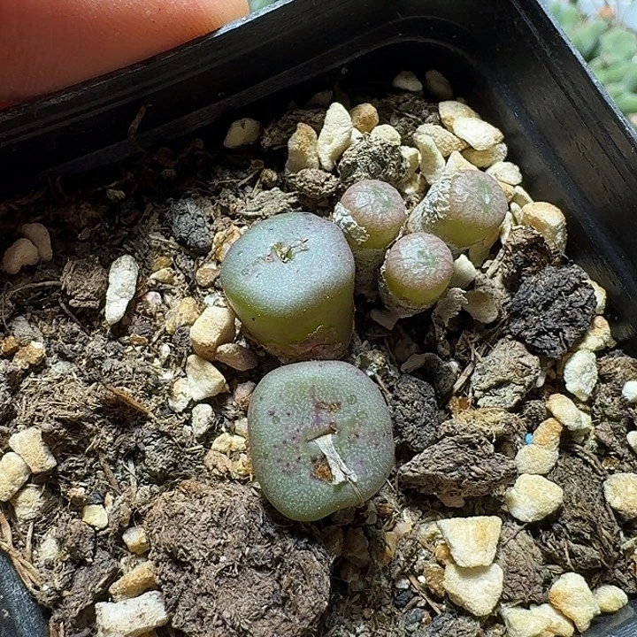 白***豚572肉锥一盒带土发货