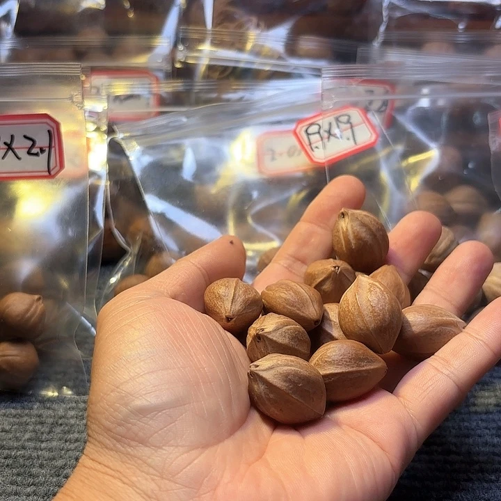 墨***衣吊坠橄榄核2.0❌2.8铁核