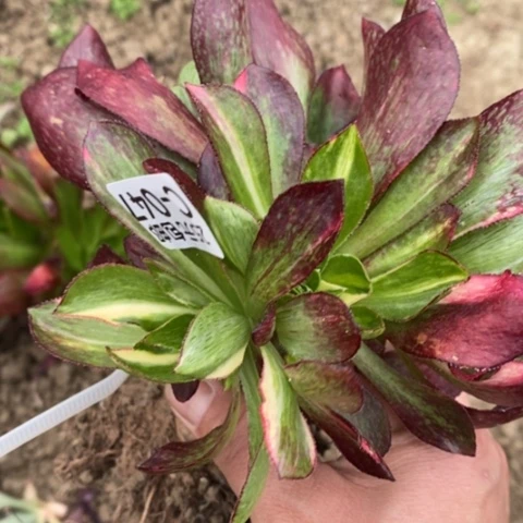 47嫁接魅影七彩满25包邮多肉