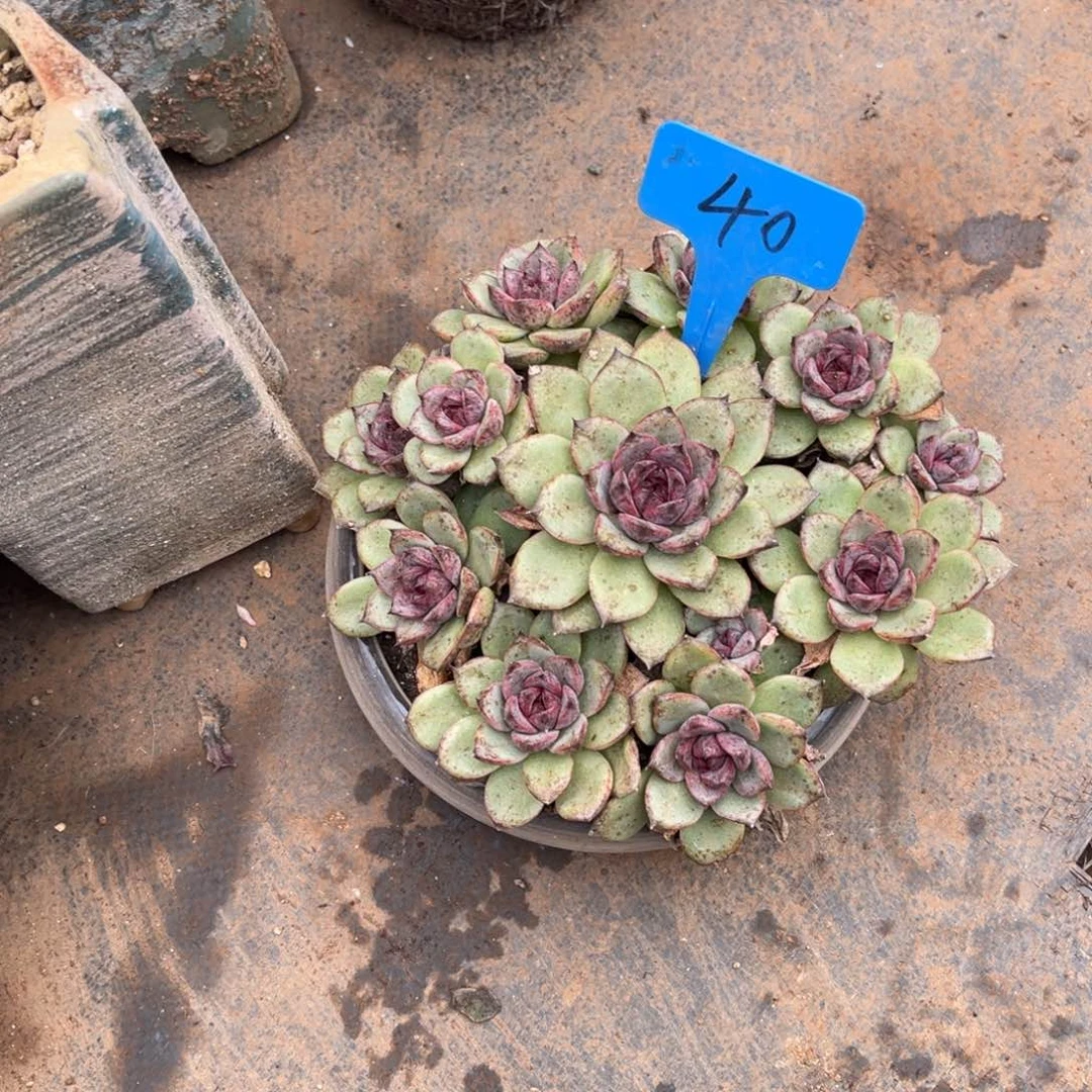 葵*0040紫水晶手捧花