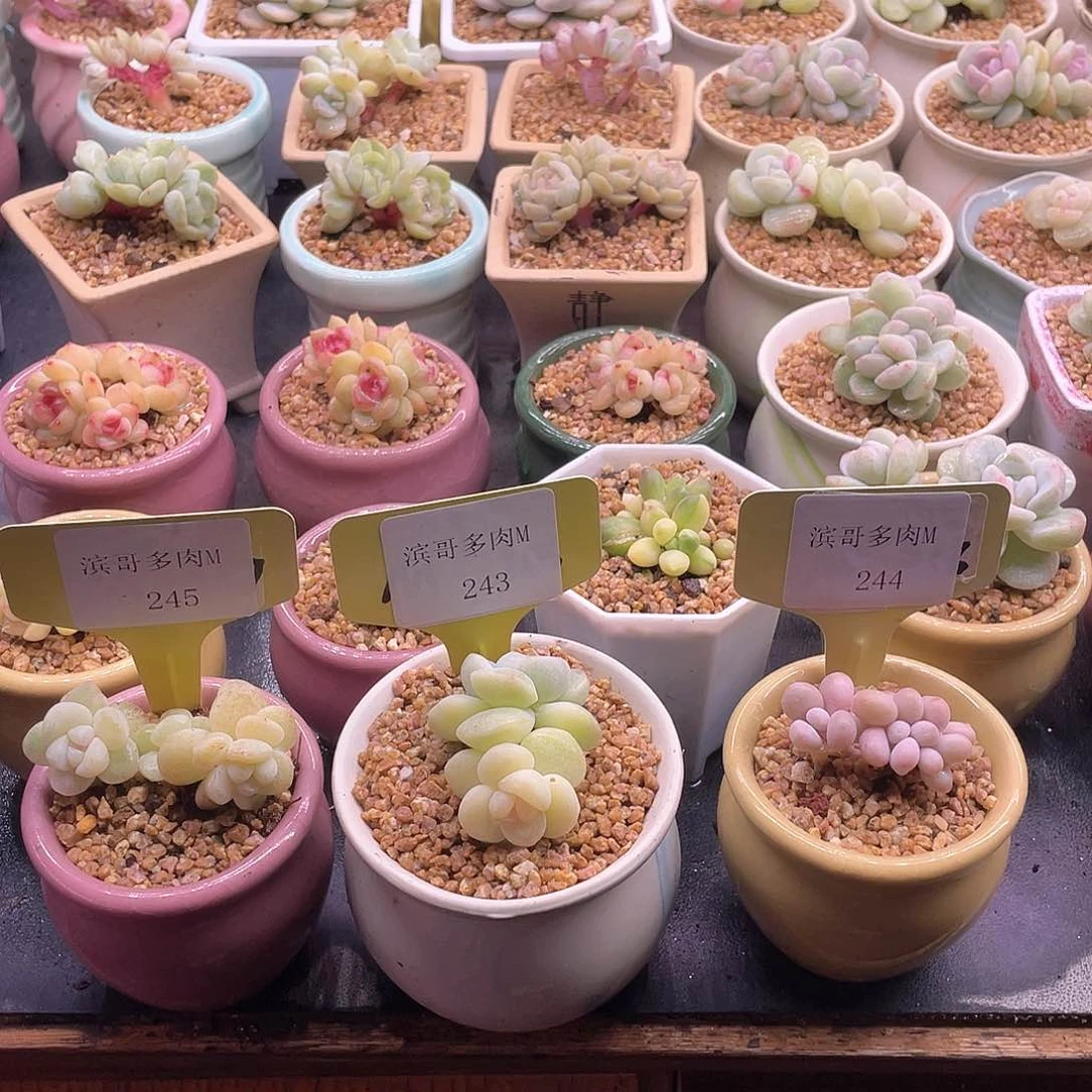 A****9滨哥多肉M243，245冰玉石化，244桃蛋朵朵