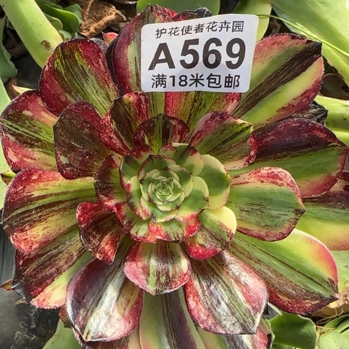 多肉法师伯爵捧花