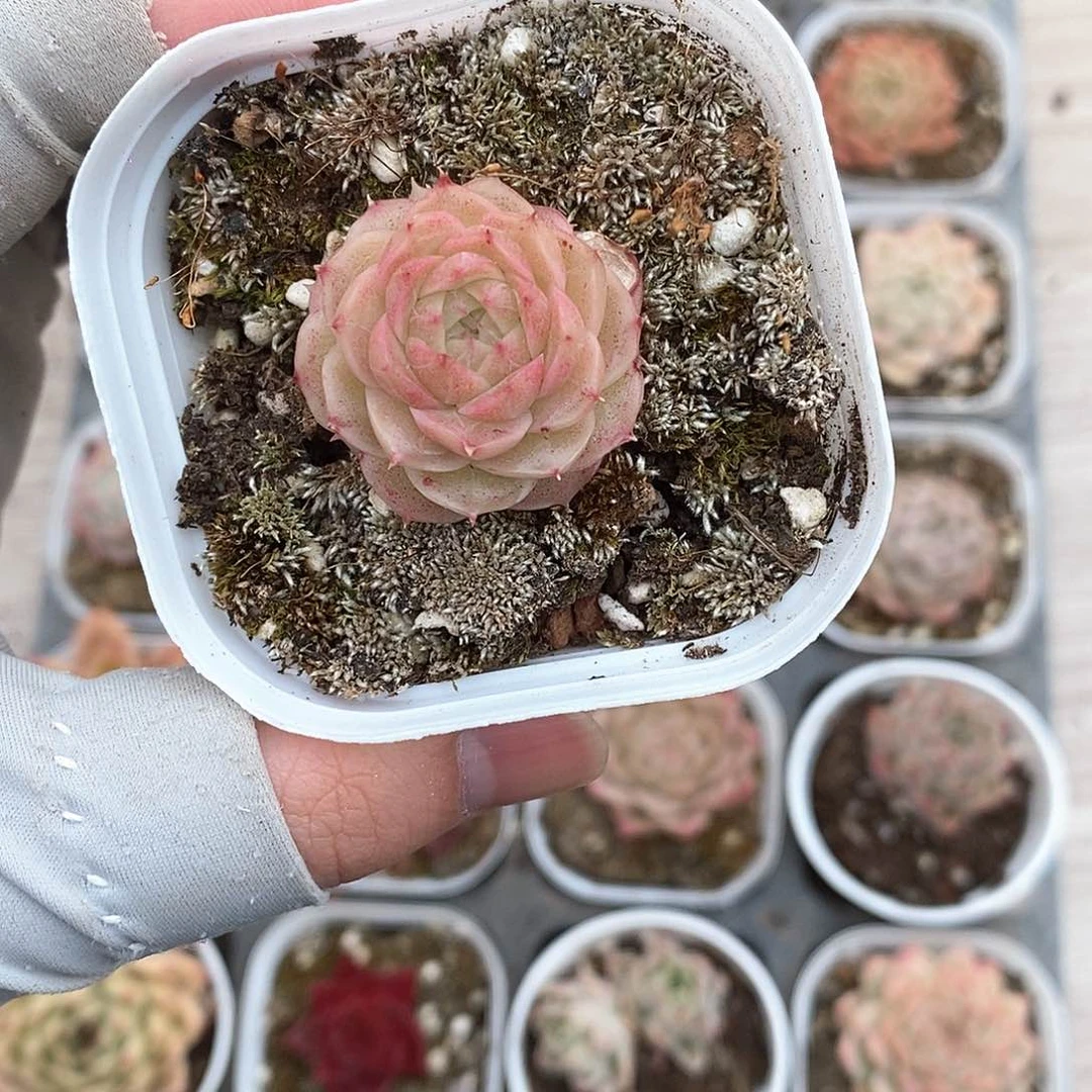 多肉植物9.9包邮5068